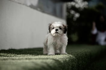 Balancing Medical Treatment and Compassionate Care