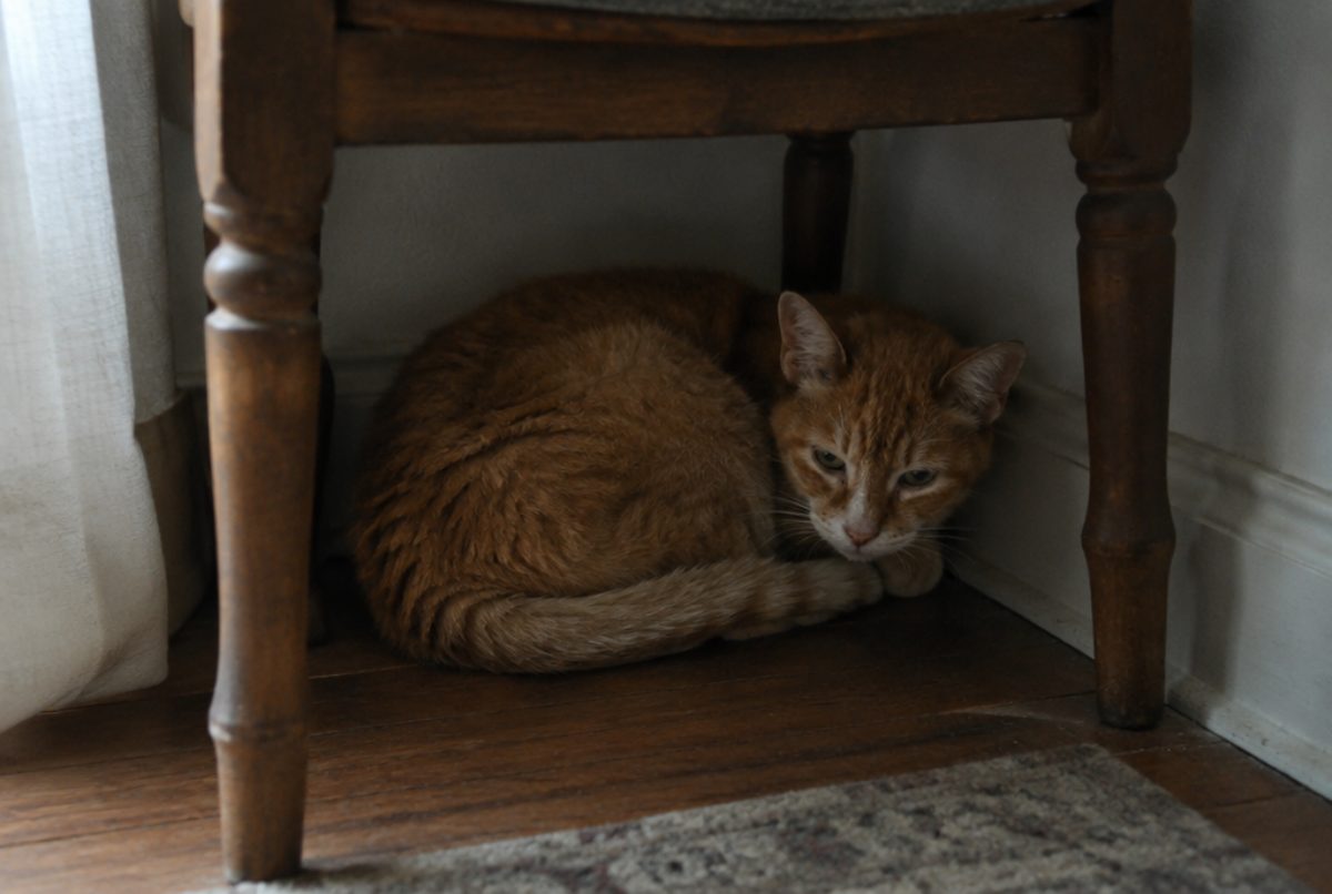 Thin senior orange cat curled up under a wooden chair in a quiet corner of the home