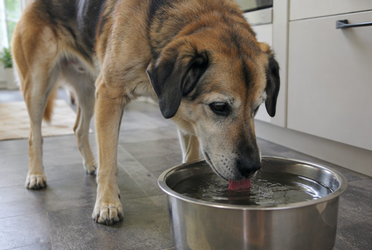 Senior mixed-breed dog drinking heavily from a large stainless steel water bowl on a kitchen floor