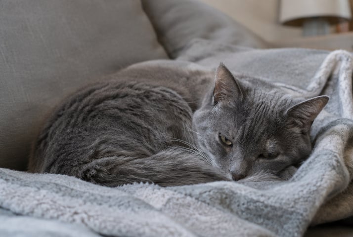 Grey cat curled up on a blanket looking tired and withdrawn