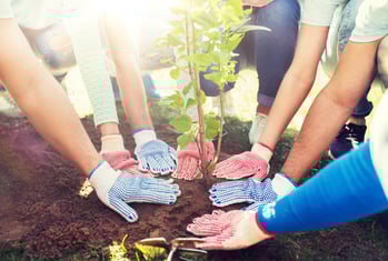 Memorial Planting Your Pet’s Ashes Without Harming the Tree or Garden