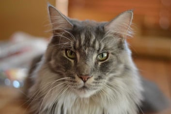 Understanding Kidney Disease in Cats: The 4 Stages