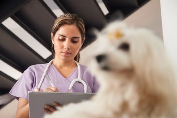 Veterinary Partnerships: Navigating End-of-Life Pet Care Decisions