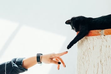 The Gift of Peace: Navigating Pet Euthanasia with Compassion and Foresight