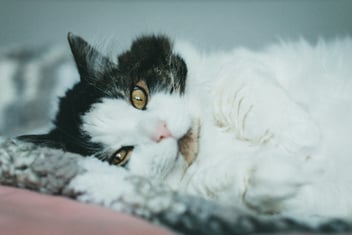 Making the Choice: How to Know When It’s Time to Say Goodbye