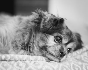 Why Choose Euthanasia Over “Natural Death”?