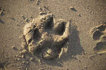 Eco‑Friendly Pet Memorials for Southern California Homes