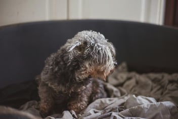 Helping Pets Grieve: Easing a Companion’s Loss