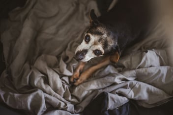 Private vs Communal Pet Aftercare: What To Consider