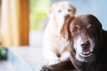A Pet Owner’s Guide to Preparing for Euthanasia: Involving Other Pets