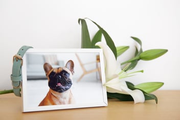 A Pet Owner’s Guide to Preparing for Euthanasia: Memorials and Rituals