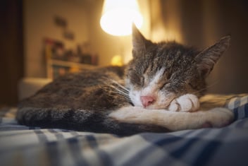 A Guide to Preparing for Euthanasia: Understanding Euthanasia Options