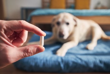 A Guide to Preparing for Euthanasia: Pre-Appointment Sedation's Role