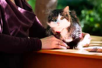 The Importance of a Renal Diet for Cats with Chronic Kidney Disease