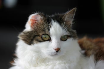 Cat Cancer & End‑of‑Life Care, Part 1 – Understanding the Diagnosis