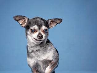 Senior Pet Dental Health: The Importance of Dental X-Rays