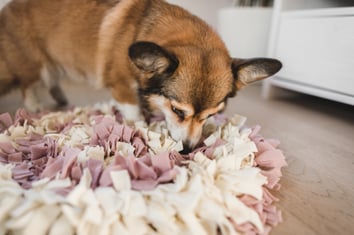 DIY Enrichment Activities for Senior Pets