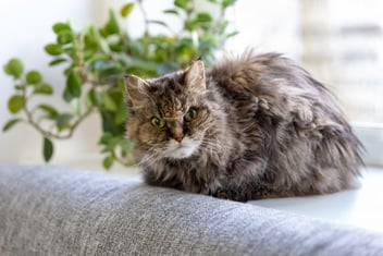How to Make Your Home Senior Pet-Friendly