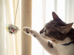Top 10 Mental Stimulation Activities for Senior Dogs and Cats