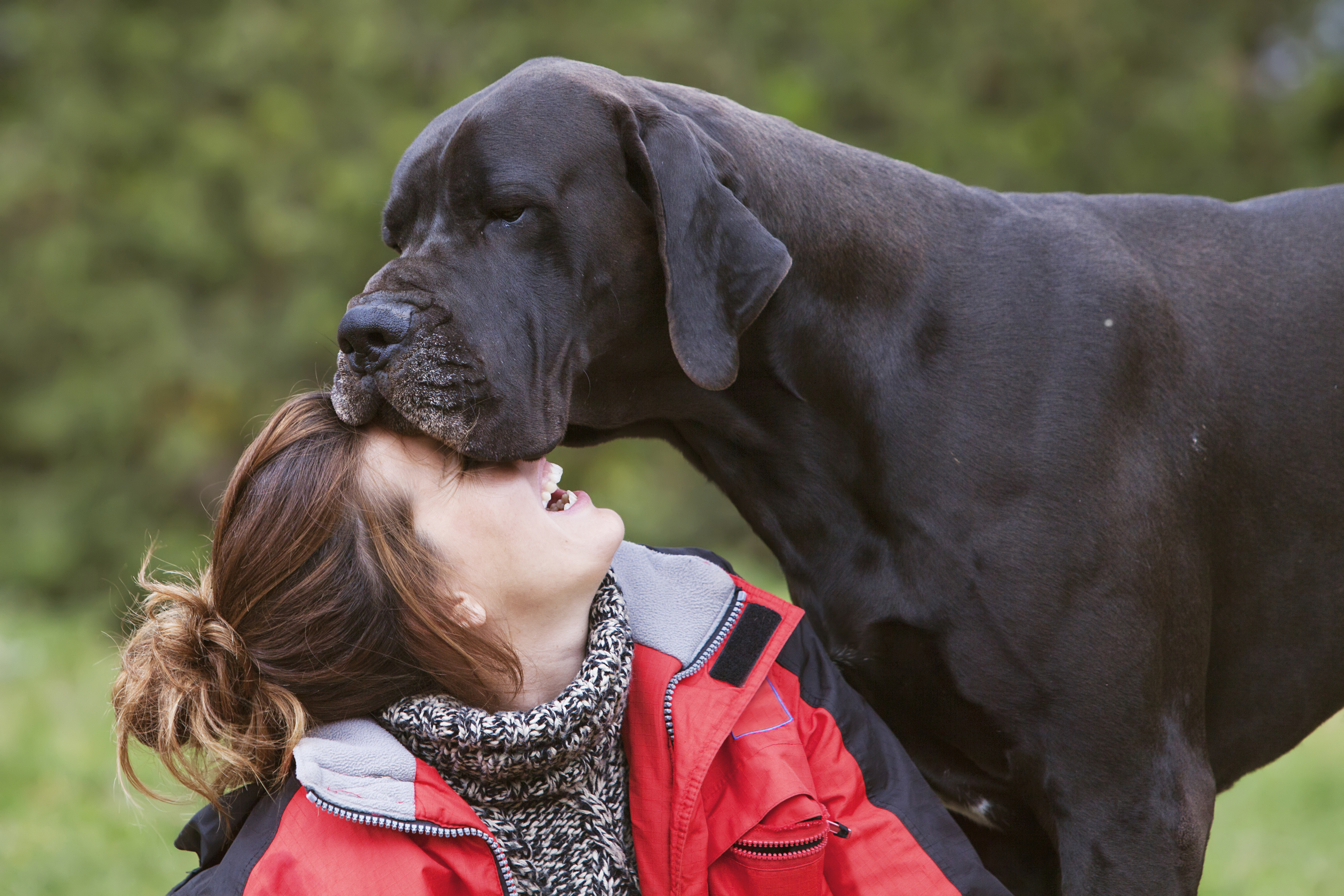 Image showcasing Senior Pet Care: How Excess Weight Impacts Joints and Mobility